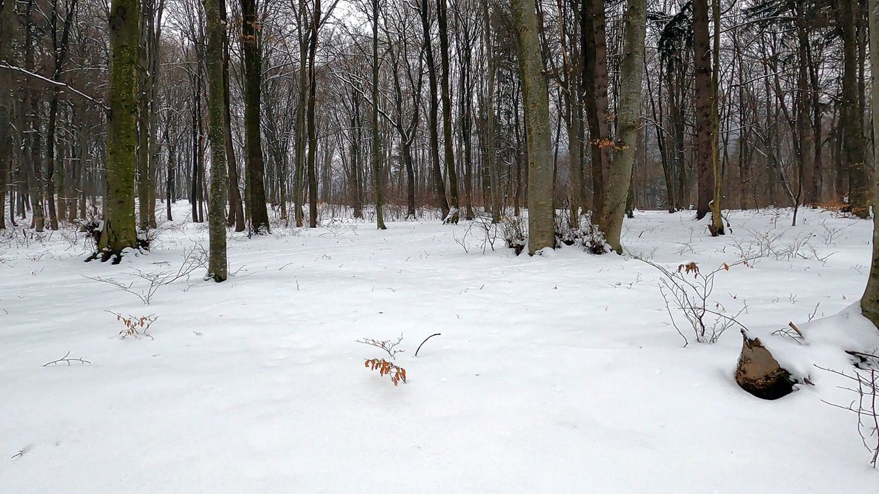 Video of a Snow Covered Forest Free Stock Video Footage, Royalty-Free ...