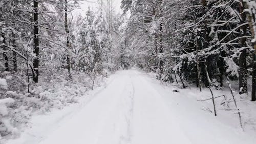 Snow Covered Forest