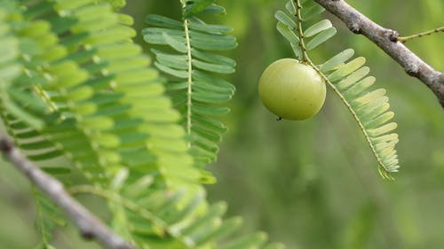 Green Gooseberry in the Tree