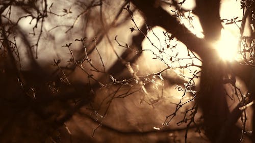 Sun Light Trough the Branches 