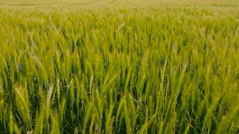 农业视频素材高清视频高清视频高清视频视频素材