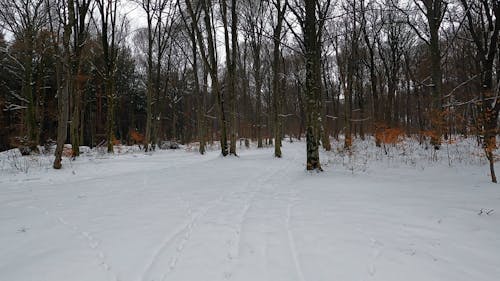 Video of a Snow Covered Forest