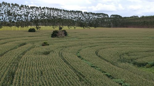Drone Footage of a Corn Farm