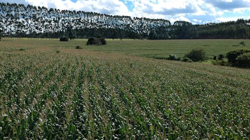 An Aerial Footage of a Corn Field