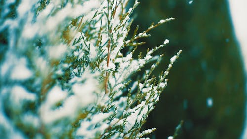 Snow Covered Leaves of Pine Tree