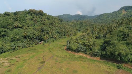 Aerial Footage of Plantations 