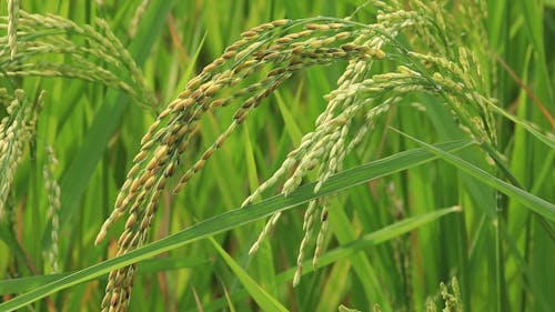 Close-up of Rice Plants