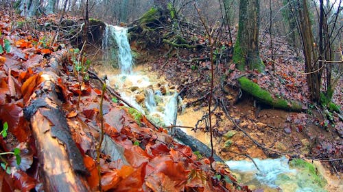 Small Forest Waterfall