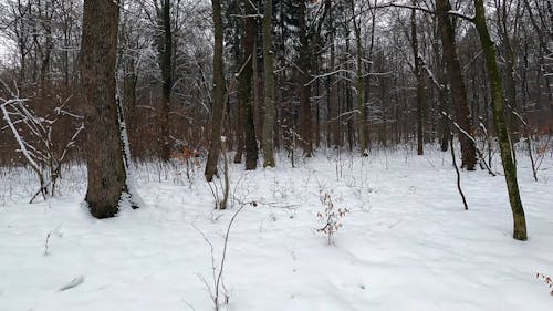 Person Walking in the Winter Forest