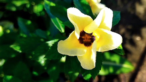 Macro Shot of a Yellow Flower