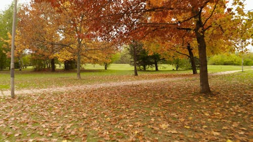 Fallen Autumn Leaves 