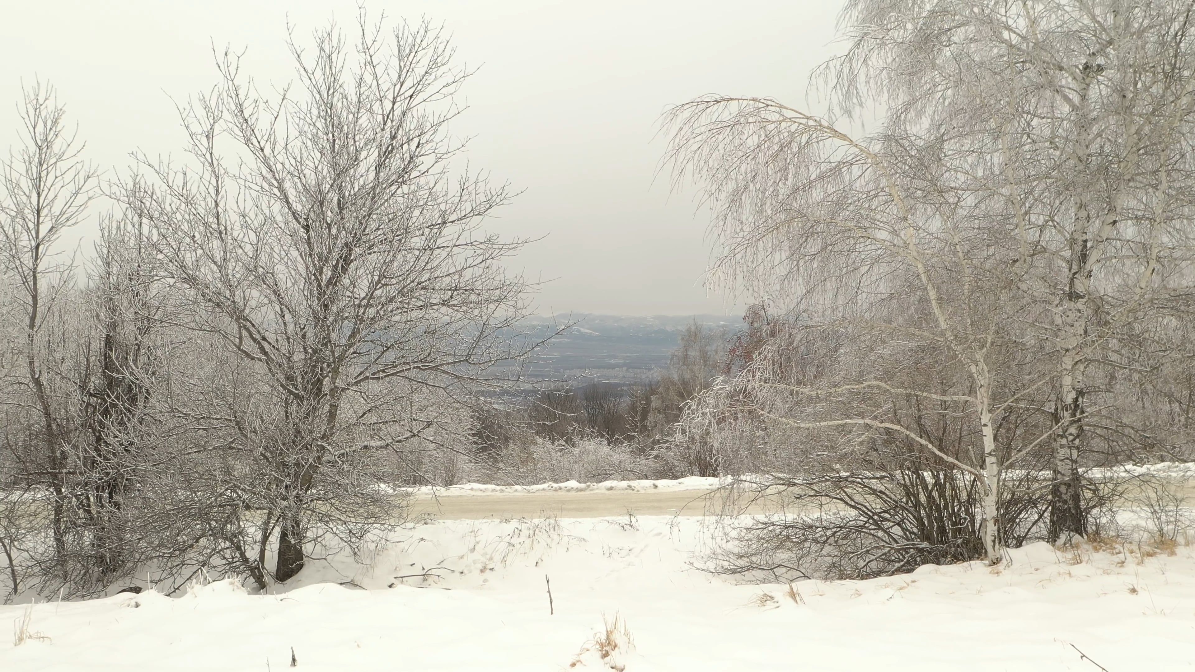 Footage Of Snowy Forest On The Hill Free Stock Video Footage, Royalty ...