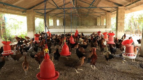 Poultry Farming Of Chickens As Business Free Stock Video poultry-farming-of-chickens-as-business-free-stock-video