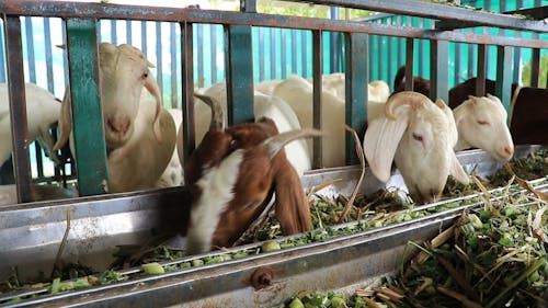 Animal Husbandry Videos, Download The BEST Free 4k Stock Video Footage & Animal Husbandry HD Video Clips Animal Husbandry Videos, Download The BEST Free 4k Stock Video Footage & Animal Husbandry HD Video Clips