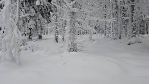 Snow Covered Forest