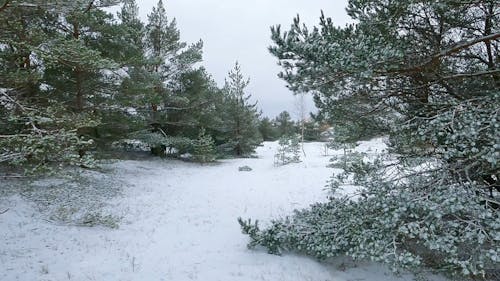 Forest Winter Landscape 