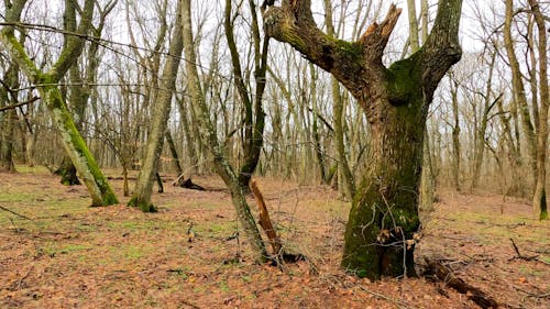 Bare Trees in the Middle of Forest