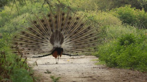 Pecock Stock Video Footage, Royalty Free Pecock Videos