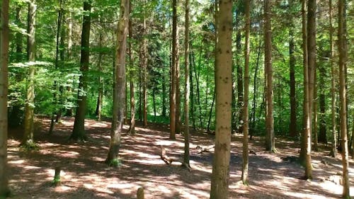 Woodland in the Alps