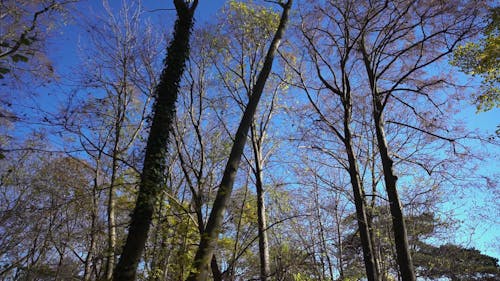 Looking at Trees on the Forest