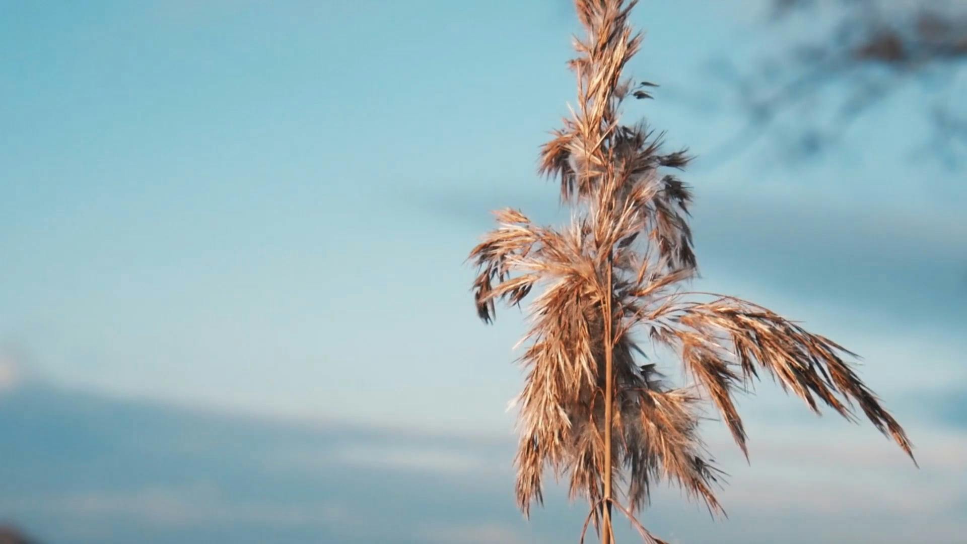 Video by Nature       Feels