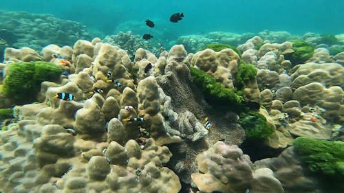 Fish Swimming in Coral Reefs