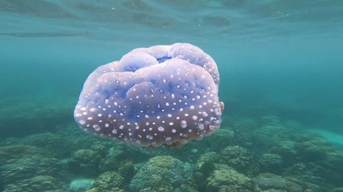A Jellyfish Swimming Underwater