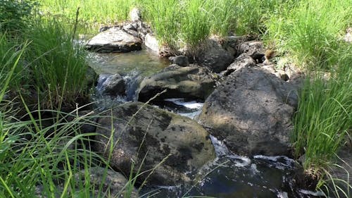 Flowing Water In a Stream Full of Rocks