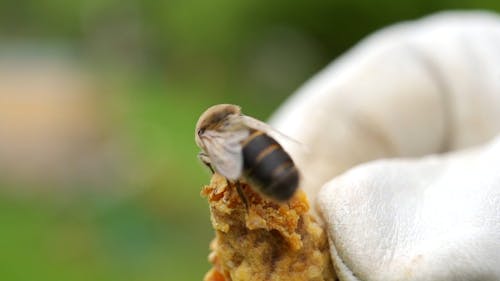 Macro Shot of a Bee