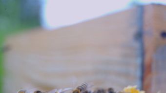 封王浆视频素材