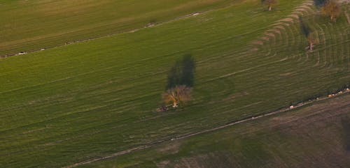 Single Tree in the Middle of Farmland
