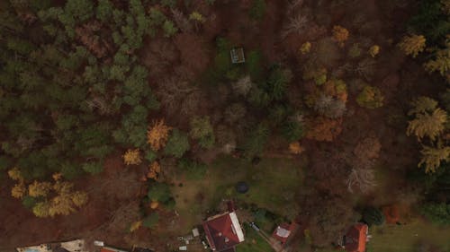Drone Footage of Trees in Forest