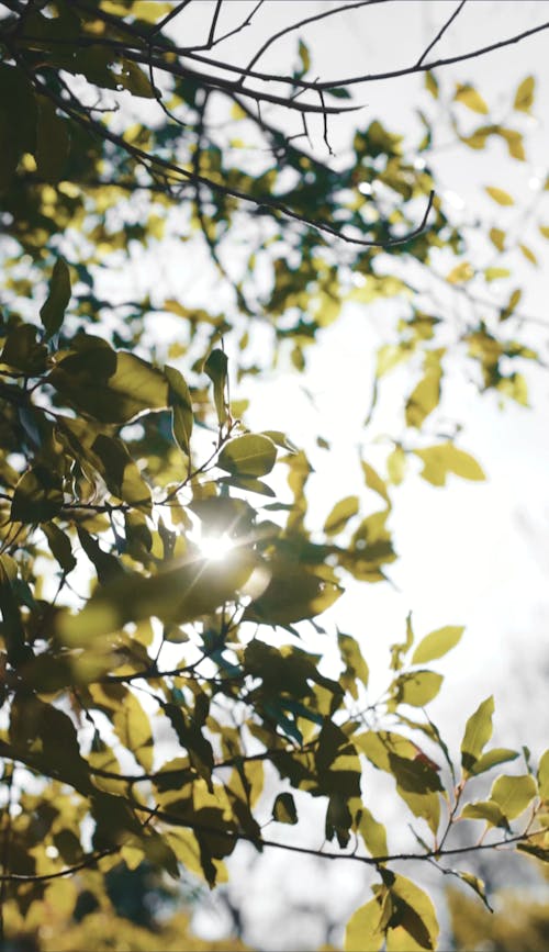 Sunlight through Leaves