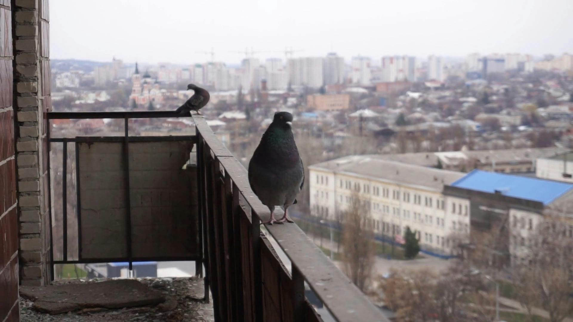 High Rails Videos, Download The BEST Free 4k Stock Video Footage & High ...