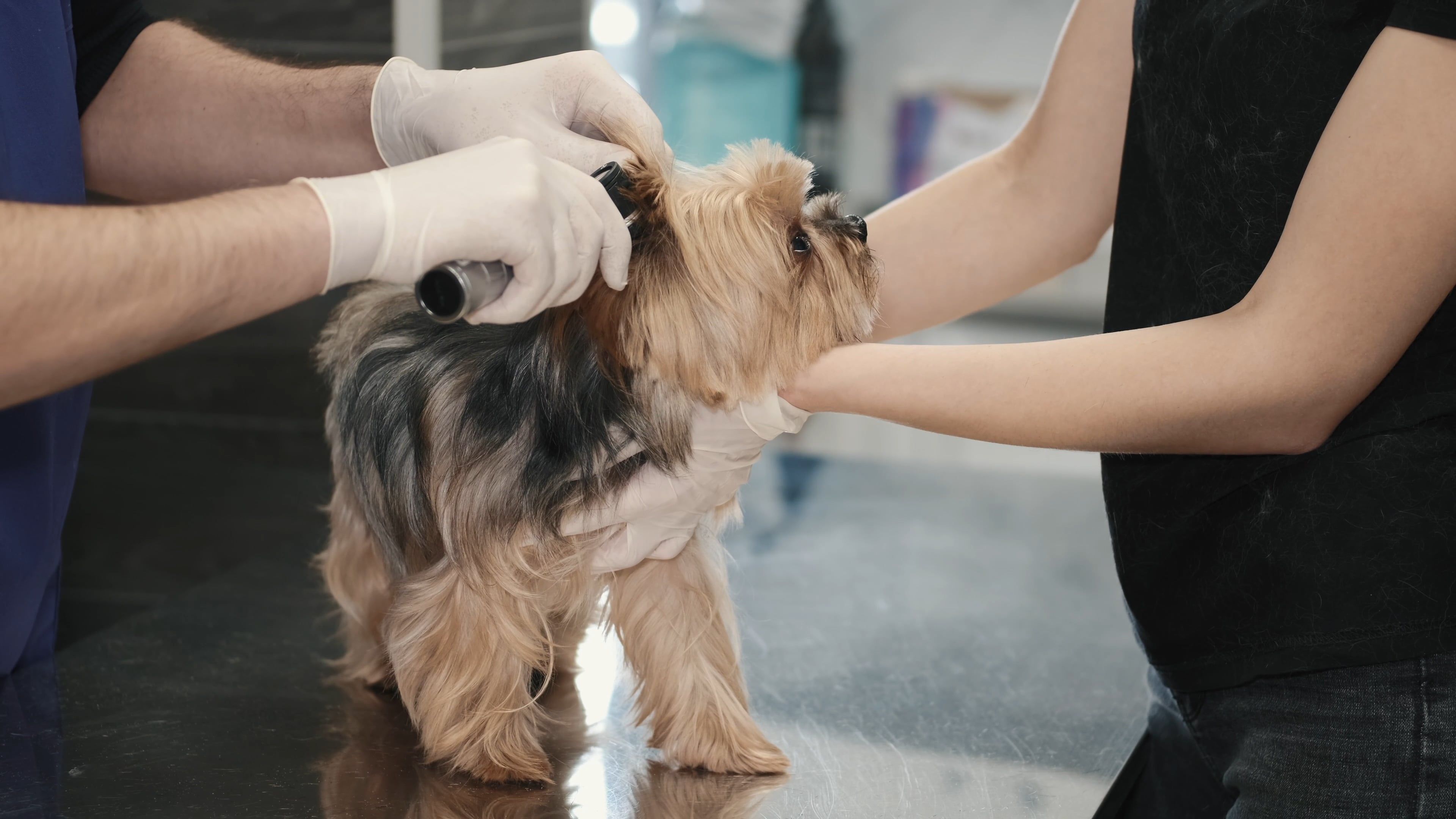 Veterinary Clinic video