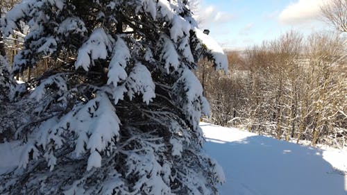 An Aerial Footage of a Winter Landscape and Snow Covered Trees