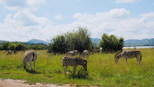 Zebras Grazing on Grassland