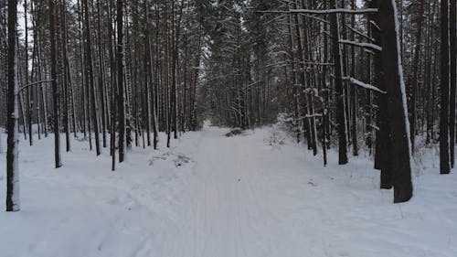 Forest in Winter