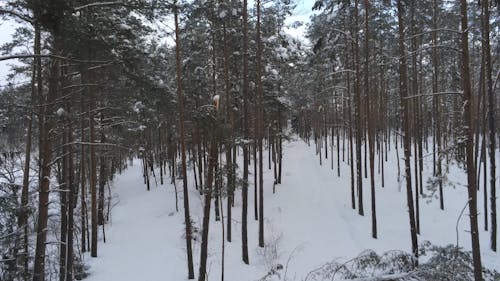Drone Footage of Forest Trees During Winter