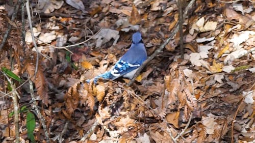 Blue Jay on Dry Leaves