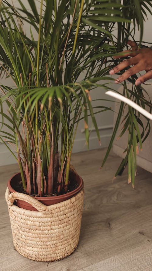 A Person Watering an Indoor Plant