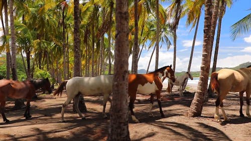 Horses Under the Coconut Tree