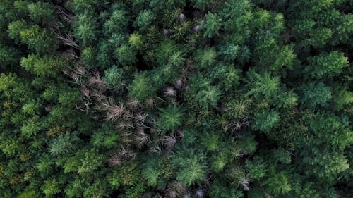 Aerial View of the Trees in the Forest