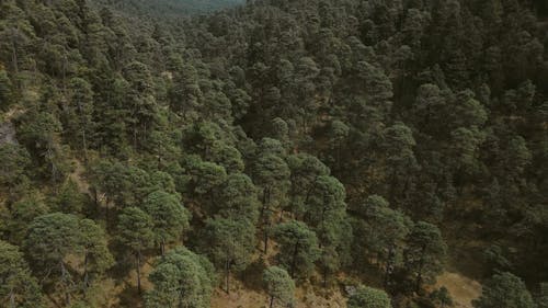 An Aerial Shot of a Forest