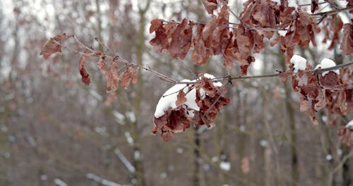 Close Up Video of Dry Leaves