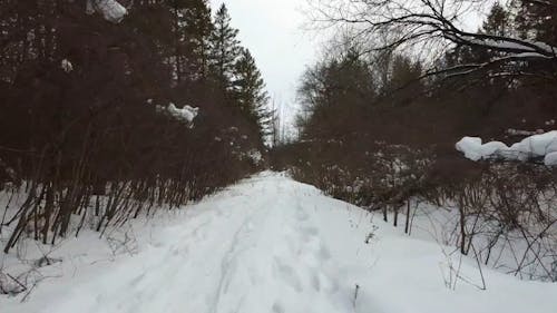 A Forest Road Covered in Snow