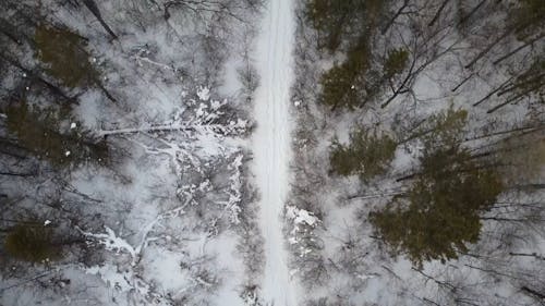 An Aerial Footage of a Forest Covered in Snow
