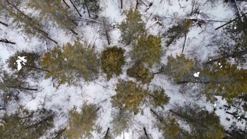 Aerial Footage of a Forest Covered in Snow