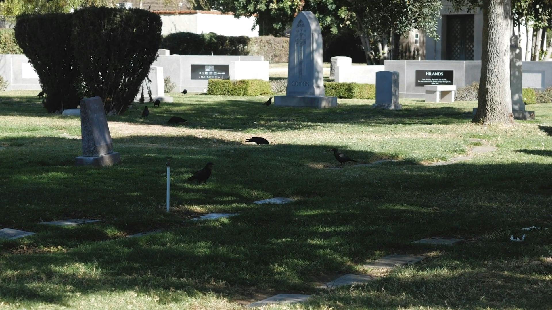 Crow Birds at the Cemetery Free Stock Video Footage, RoyaltyFree 4K