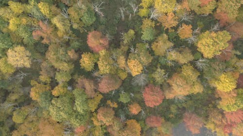 High Angle Shot of Autumn Trees